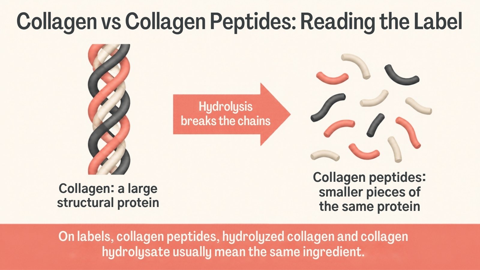 Infographic showing a long collagen triple helix being broken by hydrolysis into short collagen peptide fragments, with a note that label terms usually mean the same ingredient