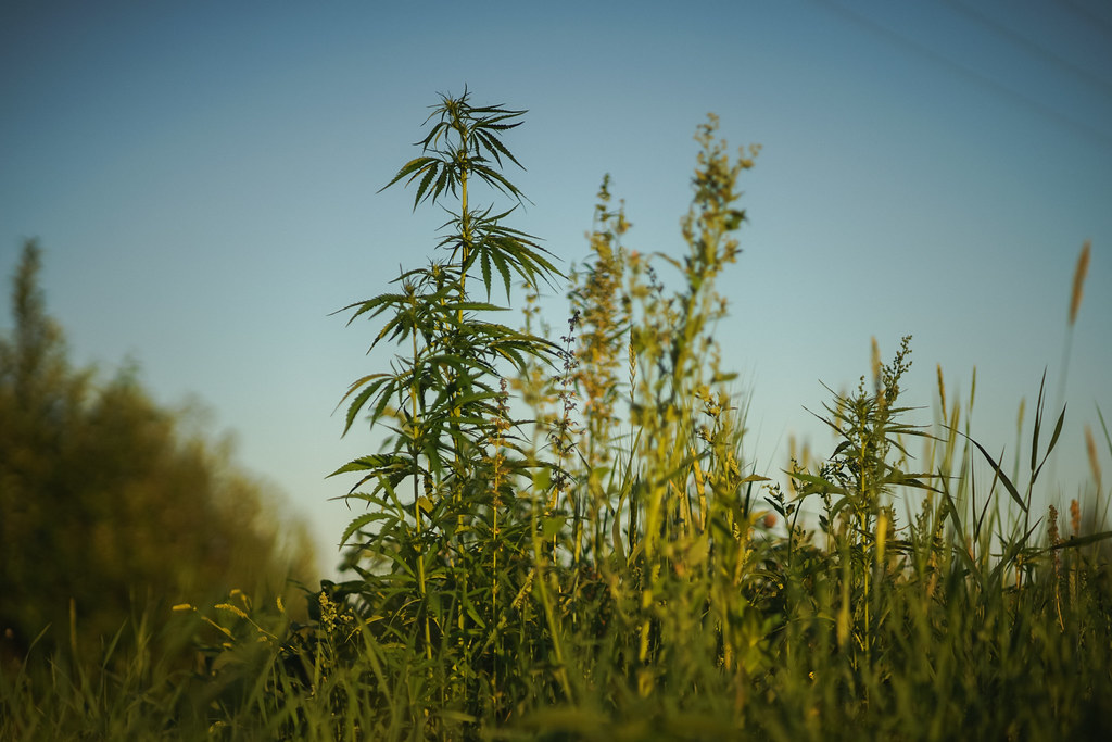 Cannabis sativa (hemp field green)